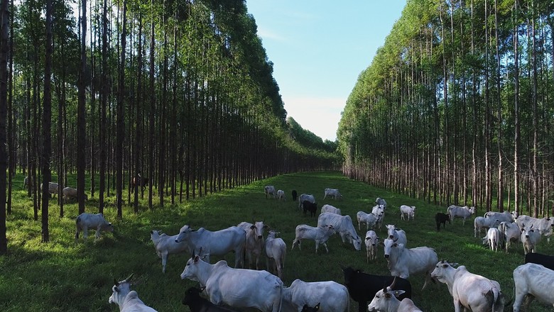 Fazenda Santa Vergínia Agro. Produção em modelo de IPF serve de base para carne carbono neutro (Foto: Reprodução G1)