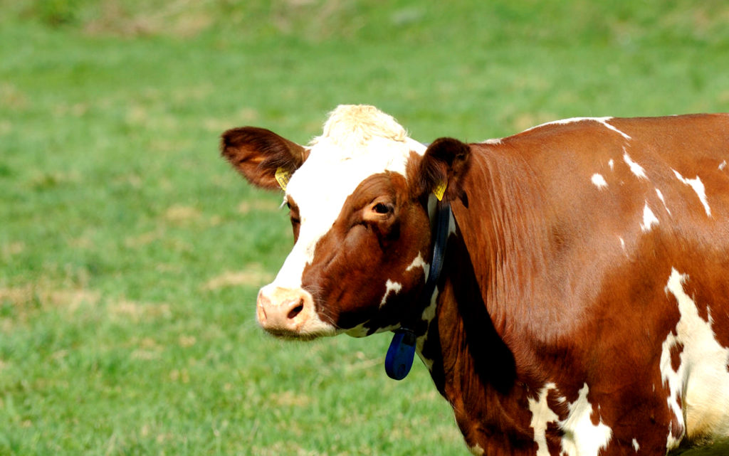 Vaca Leiteira, Gado, Exportação, gado de corte, exportação de carne. oferta de alimento, produtor brasileiro