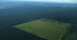 Amazonia_plantio_Foto_divulgacao