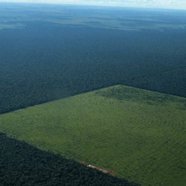 Amazonia_plantio_Foto_divulgacao
