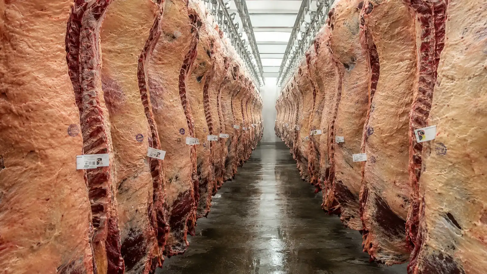 Classificação de carcaças bovinas em frigorífico com identificação e rastreabilidade